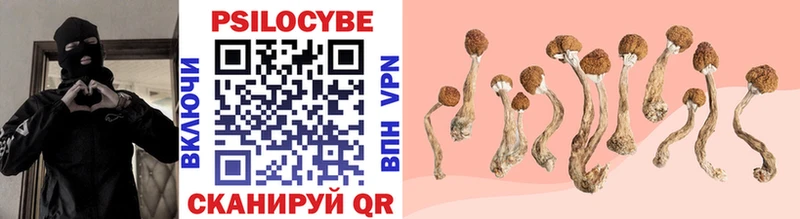 Псилоцибиновые грибы Psilocybe  Боготол 